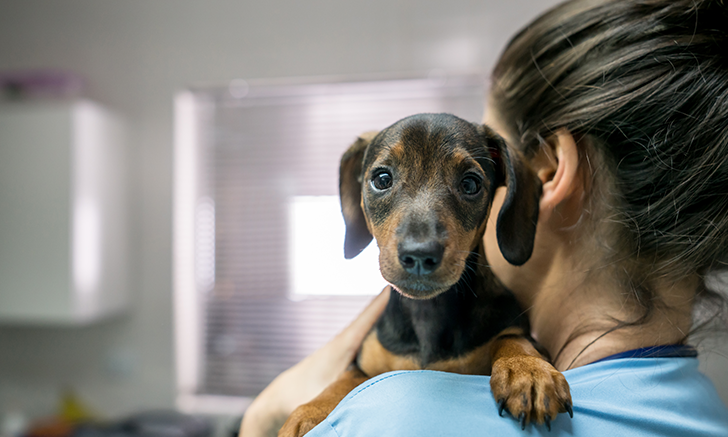puppy parasite prevention owner conversations clinician puppy parasite